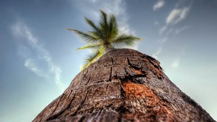 Palm Tree theme for Windows 10 Slideshow image 5