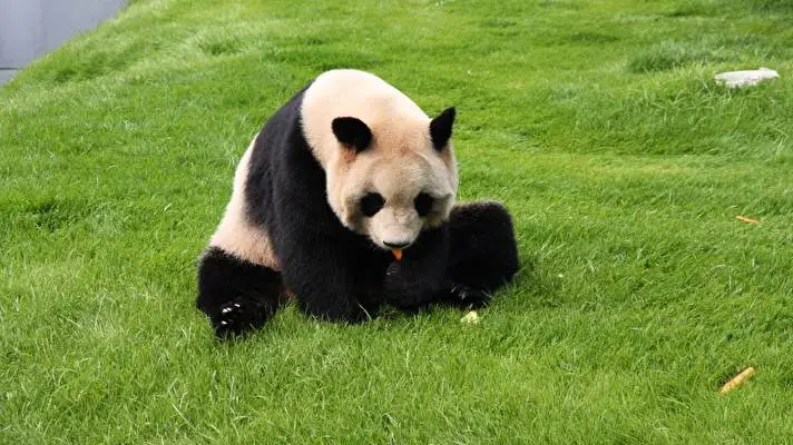 Panda Thema für Windows 10 Diashow-Bild 2