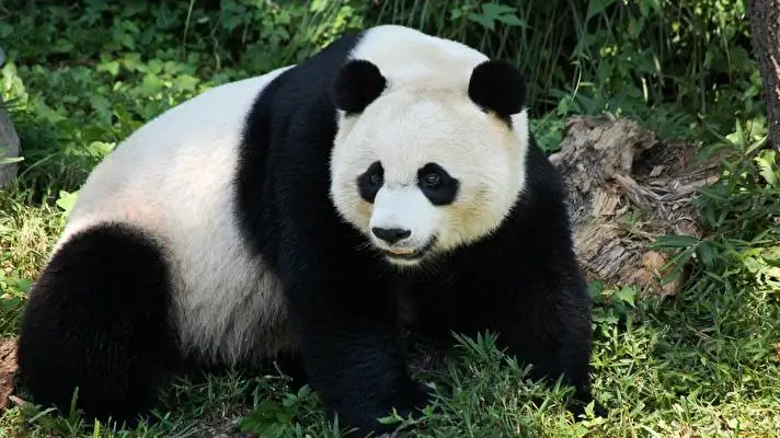 Panda Thema für Windows 10 Diashow-Bild 3