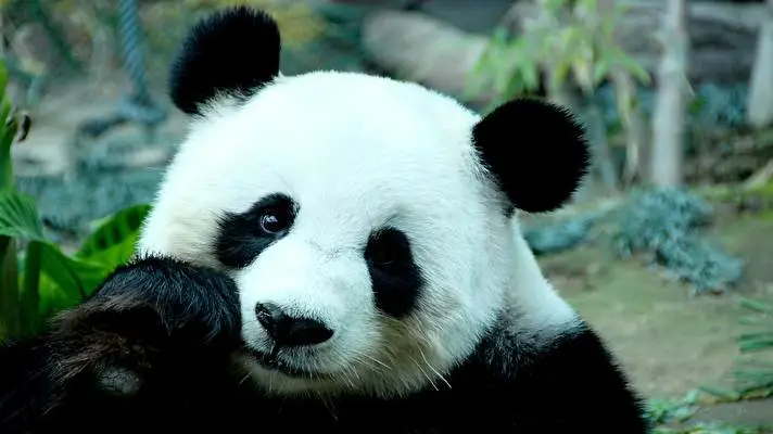 Panda Thema für Windows 10 Diashow-Bild 4