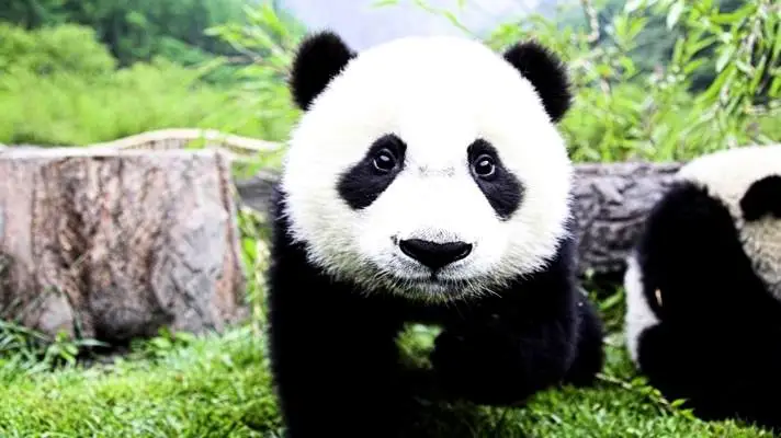 Panda Thema für Windows 10 Diashow-Bild 5