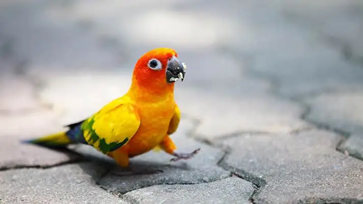 Parrot theme for Windows 10 Slideshow image 2