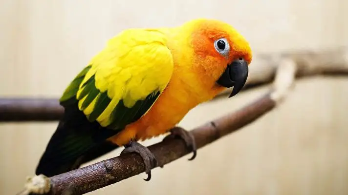 Parrot theme for Windows 10 Slideshow image 4