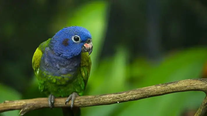 Parrot theme for Windows 10 Slideshow image 5