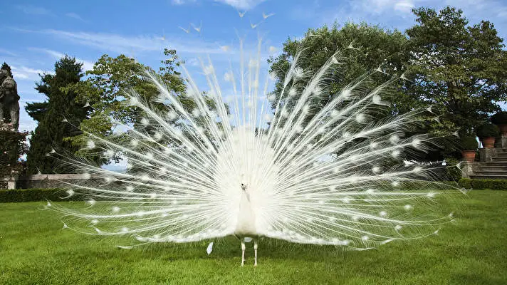 Pavone tema per Windows 10 Immagine di presentazione 3