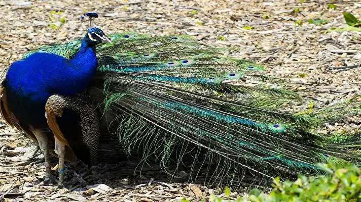 Pavone tema per Windows 10 Immagine di presentazione 5
