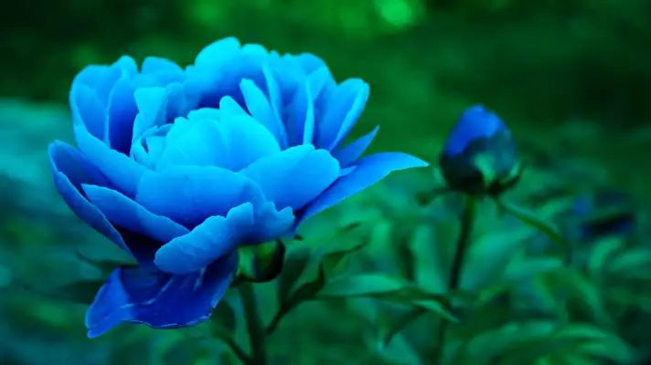 ボタン Windows 10用テーマ スライドショー画像 3