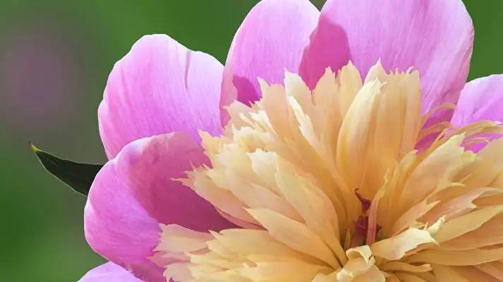 ボタン Windows 10用テーマ スライドショー画像 4