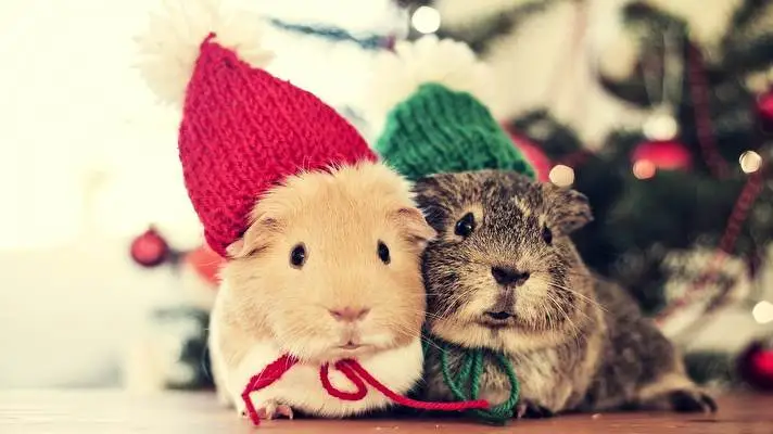 Pet Guinea Pigs theme for Windows 10 Slideshow image 1