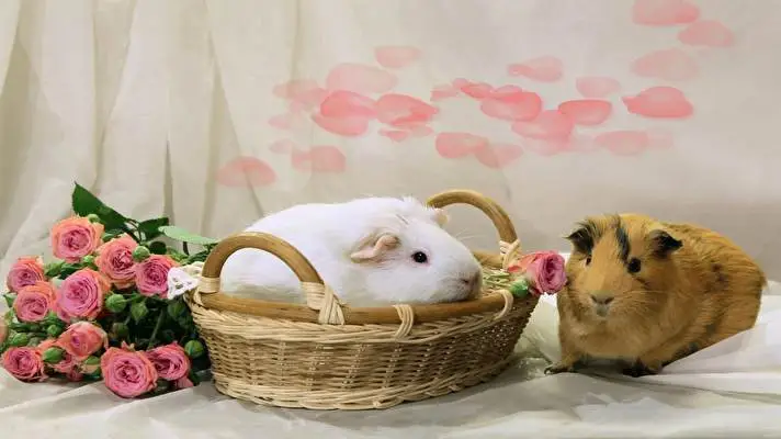 Pet Guinea Pigs theme for Windows 10 Slideshow image 2