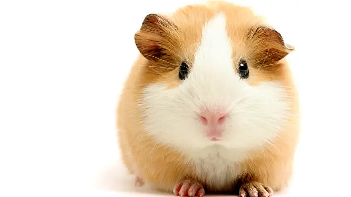 Pet Guinea Pigs theme for Windows 10 Slideshow image 3