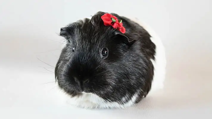 Pet Guinea Pigs theme for Windows 10 Slideshow image 4