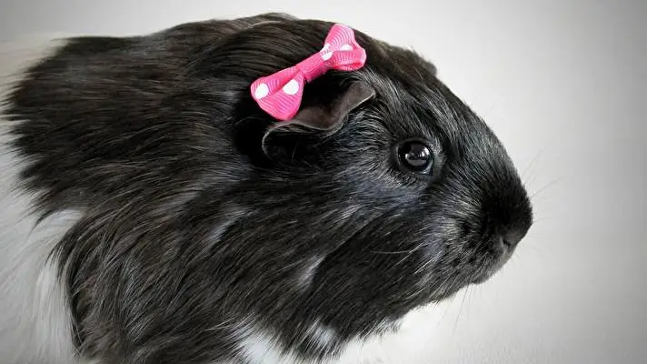 Pet Guinea Pigs theme for Windows 10 Slideshow image 5