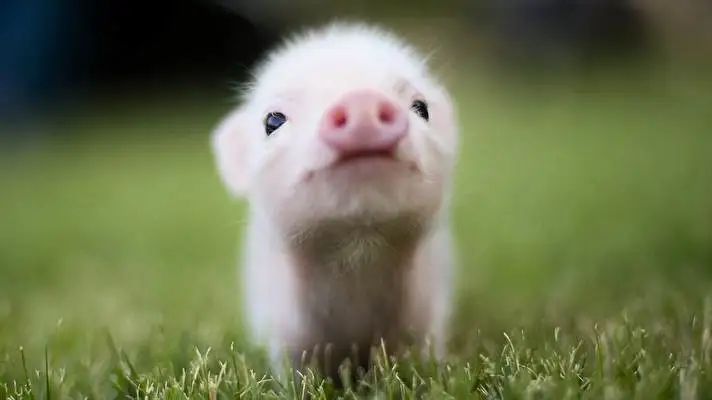 Piga Windows 10 için tema Slayt gösterisi görüntüsü 2