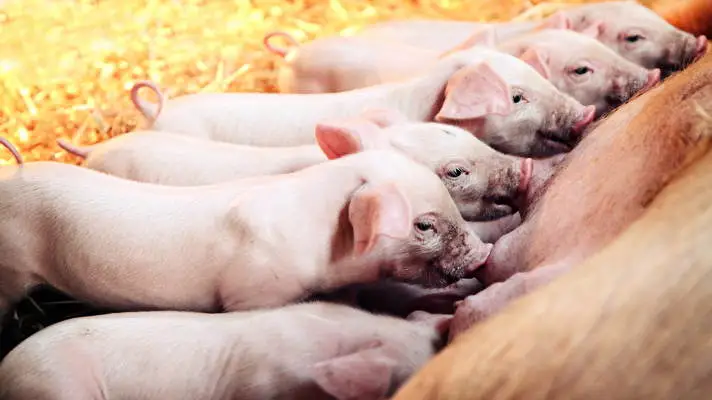 Piga Windows 10 için tema Slayt gösterisi görüntüsü 4