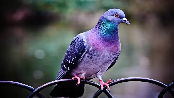 Pigeon theme for Windows 10 Slideshow image 1