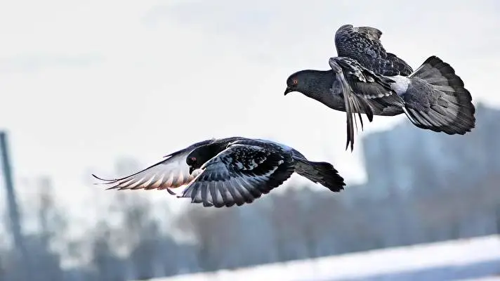 Pigeon theme for Windows 10 Slideshow image 2