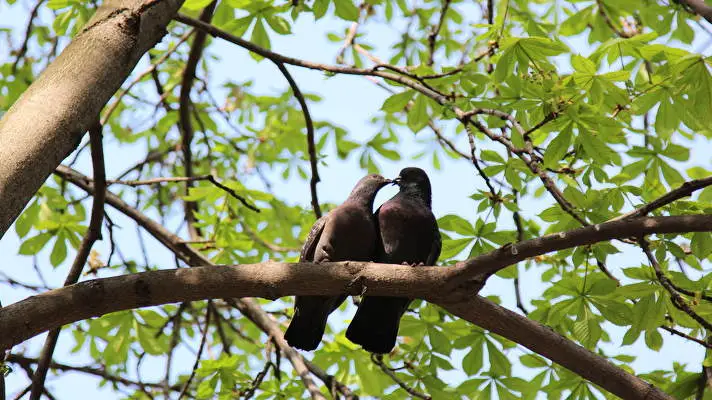 Pigeon theme for Windows 10 Slideshow image 3