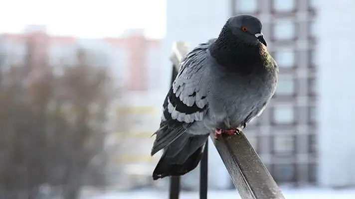 Pigeon theme for Windows 10 Slideshow image 4