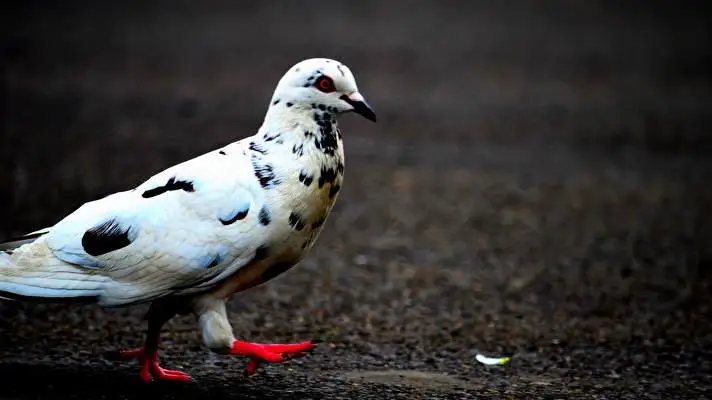 Pigeon theme for Windows 10 Slideshow image 5