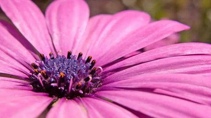 Pink theme for Windows 10 Slideshow image 1