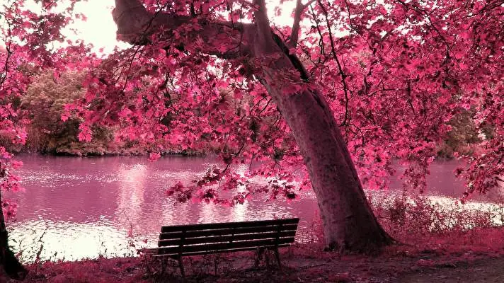 Pink theme for Windows 10 Slideshow image 3