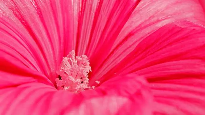 Pink theme for Windows 10 Slideshow image 4