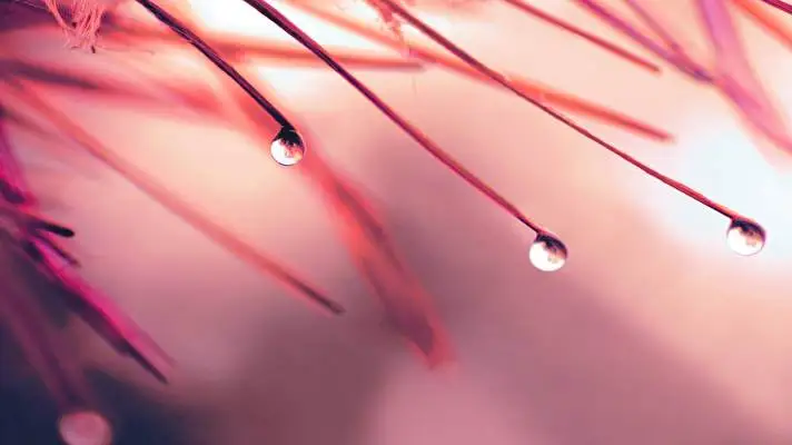 Pink theme for Windows 10 Slideshow image 5