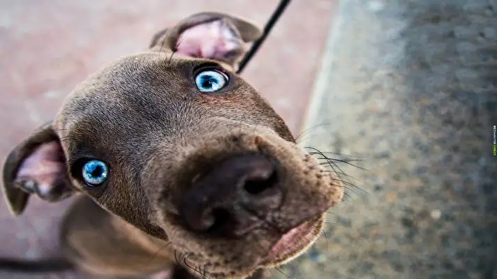 Pitbull theme for Windows 10 Slideshow image 1