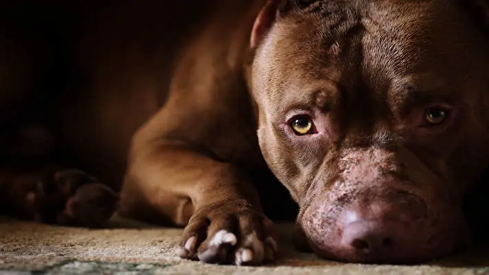 Pitbull theme for Windows 10 Slideshow image 2