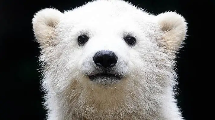 Polar Bear theme for Windows 10 Slideshow image 2