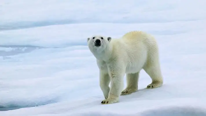 Polar Bear theme for Windows 10 Slideshow image 3