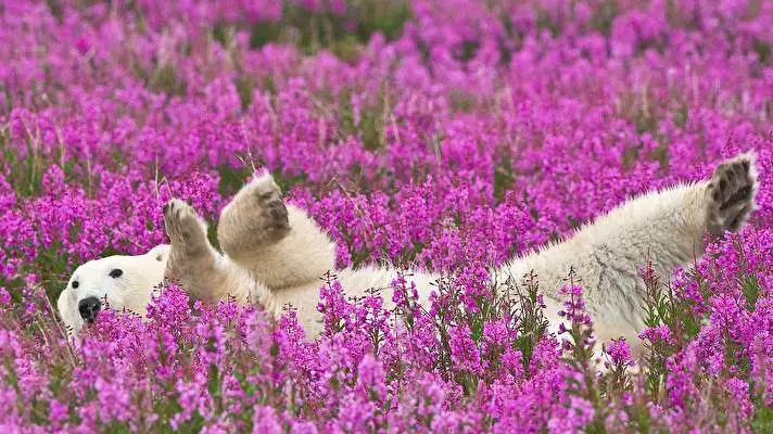 Polar Bear theme for Windows 10 Slideshow image 4