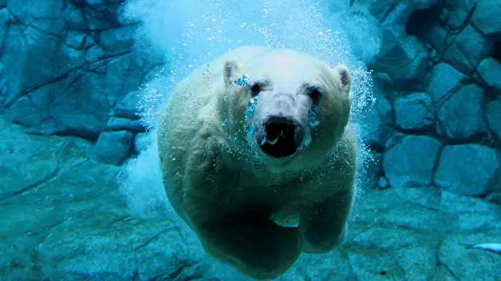 Polar Bear theme for Windows 10 Slideshow image 5