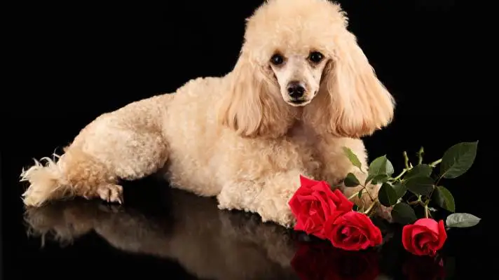 Poodle theme for Windows 10 Slideshow image 1