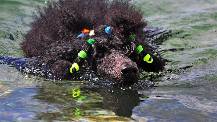 Poodle theme for Windows 10 Slideshow image 2