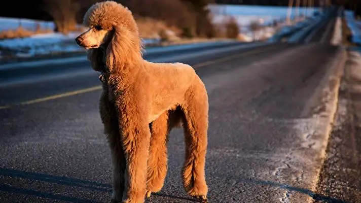 Poodle theme for Windows 10 Slideshow image 3