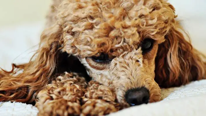 Poodle theme for Windows 10 Slideshow image 4