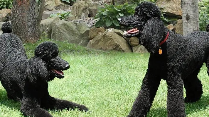 Poodle theme for Windows 10 Slideshow image 5