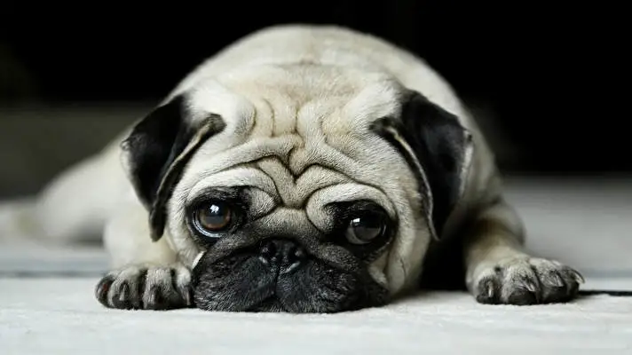 Pug theme for Windows 10 Slideshow image 1