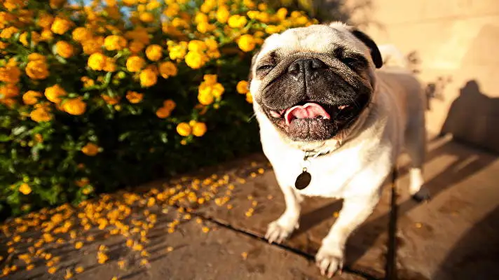 Pug theme for Windows 10 Slideshow image 2