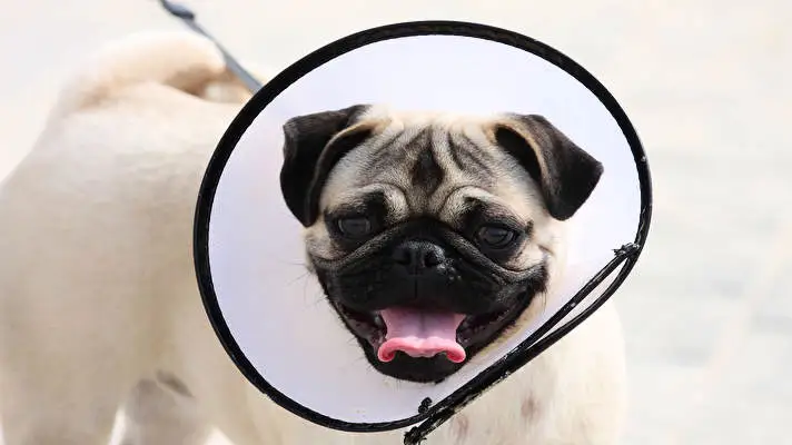 Pug theme for Windows 10 Slideshow image 4