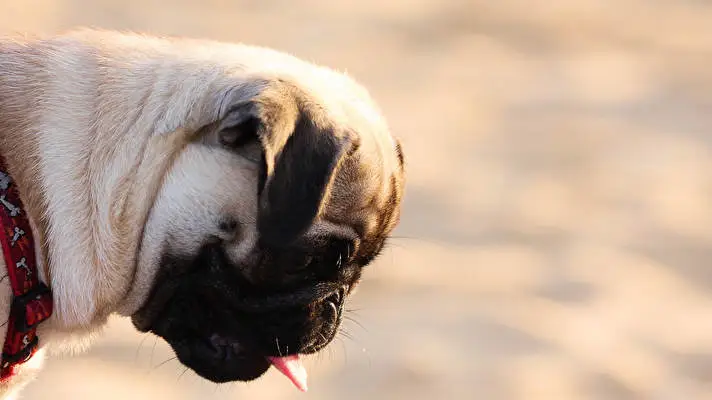 Pug theme for Windows 10 Slideshow image 5