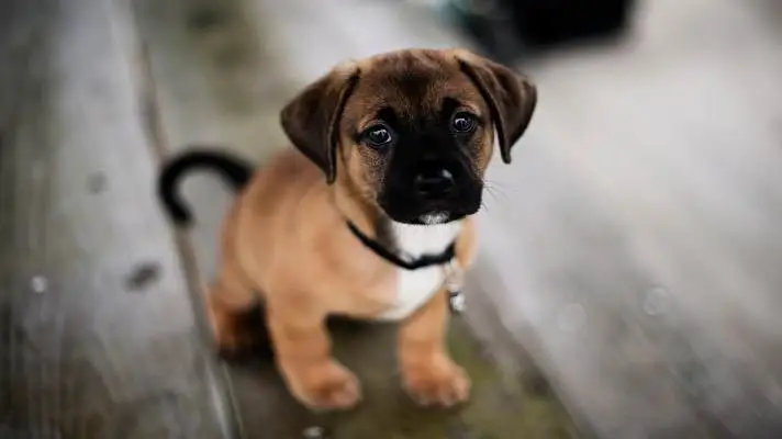 Cucciolo tema per Windows 10 Immagine di presentazione 4