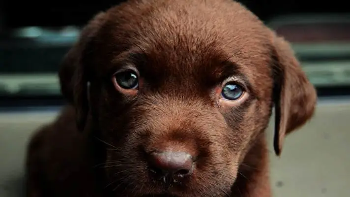 Cucciolo tema per Windows 10 Immagine di presentazione 5