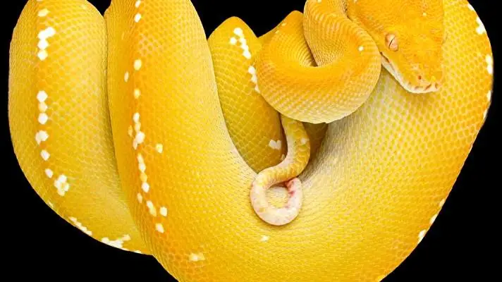 파이썬 Windows 10용 테마 슬라이드쇼 이미지 1