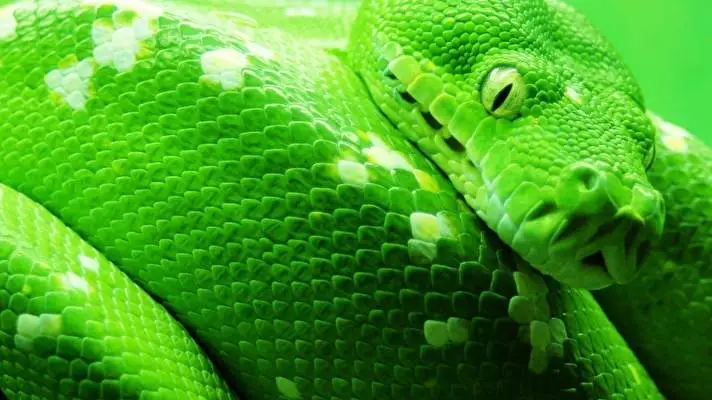 파이썬 Windows 10용 테마 슬라이드쇼 이미지 2