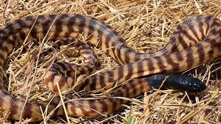 파이썬 Windows 10용 테마 슬라이드쇼 이미지 3