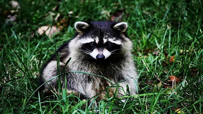 Raccoon theme for Windows 10 Slideshow image 2