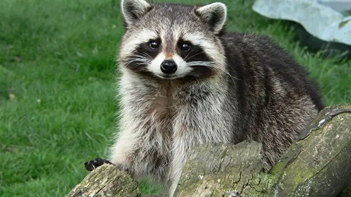 Raccoon theme for Windows 10 Slideshow image 3